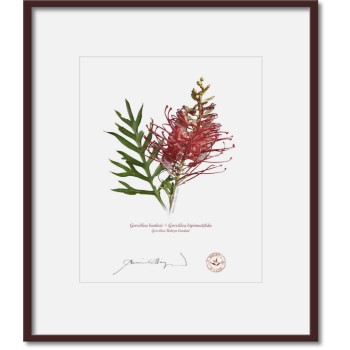 Grevillea Collection 3 Triptych - 8″ × 10″ Prints Ready to Frame With 12″ × 14″ Mats and Backing