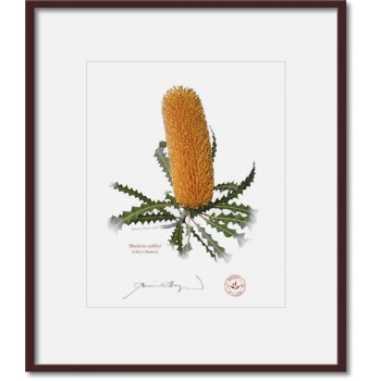 154 Ashby's Banksia (Banksia ashbyi) - 8″ × 10″ Print Ready to Frame With 12″ × 14″ Mat and Backing
