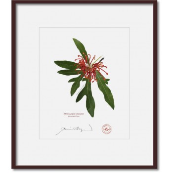 155 Firewheel Tree (Stenocarpus sinuatus) - 8″ × 10″ Print Ready to Frame With 12″ × 14″ Mat and Backing