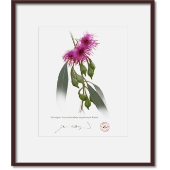 Eucalyptus 'Rosea' Cultivars Diptych - 8″ × 10″ Prints Ready to Frame With 12″ × 14″ Mats and Backing