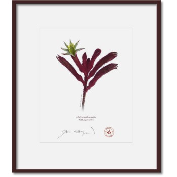 175 Red Kangaroo Paw (Anigozanthos rufus) - 8″ × 10″ Print Ready to Frame With 12″ × 14″ Mat and Backing