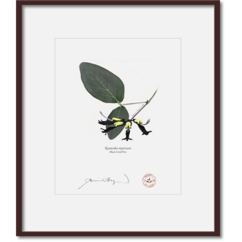 Kennedia species Diptych - 8″ × 10″ Prints Ready to Frame With 12″ × 14″ Mats and Backing