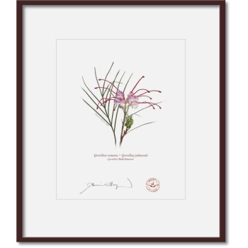 188 Grevillea 'Bulli Princess' - 8″ × 10″ Print Ready to Frame With 12″ × 14″ Mat and Backing