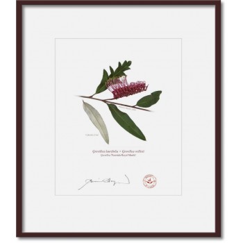 190 Grevillea 'Poorinda Royal Mantle' - 8″ × 10″ Print Ready to Frame With 12″ × 14″ Mat and Backing