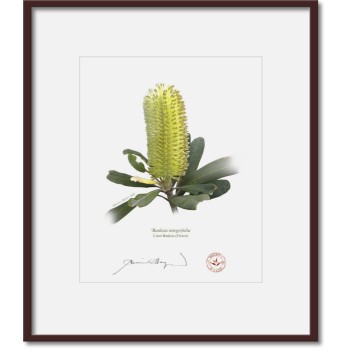 192 Coast Banksia Flower (Banksia integrifolia) - 8″ × 10″ Print Ready to Frame With 12″ × 14″ Mat and Backing