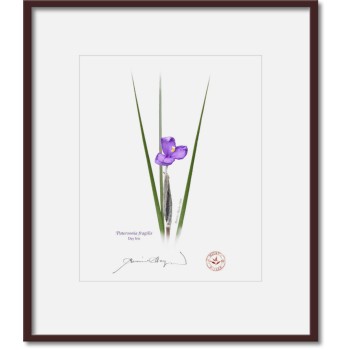 204 Day Iris (Patersonia fragilis) - 8″ × 10″ Print Ready to Frame With 12″ × 14″ Mat and Backing