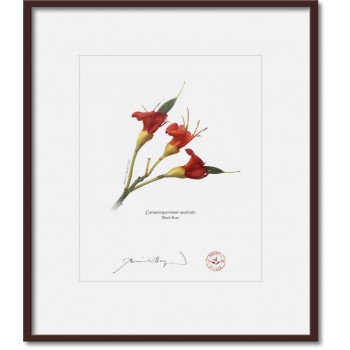 215 Black Bean (Castanospermum australe) - 8″ × 10″ Print Ready to Frame With 12″ × 14″ Mat and Backing