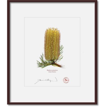 223 Hairpin Banksia (Banksia spinulosa) - 8″ × 10″ Print Ready to Frame With 12″ × 14″ Mat and Backing