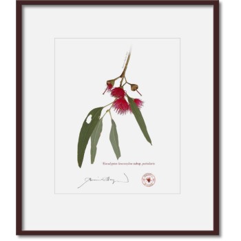 Eucalyptus leucoxylon subspecies Diptych - 8″ × 10″ Prints Ready to Frame With 12″ × 14″ Mats and Backing