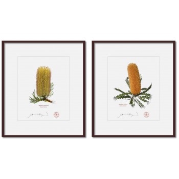 Banksia Flower Collection 2 Diptych - 8″ × 10″ Prints Ready to Frame With 12″ × 14″ Mats and Backing