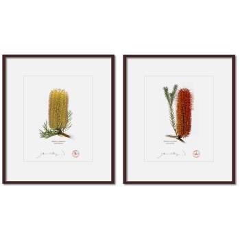 Banksia Flower Collection 3 Diptych - 8″ × 10″ Prints Ready to Frame With 12″ × 14″ Mats and Backing