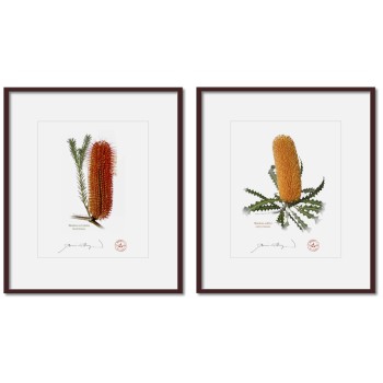 Banksia Flower Collection 4 Diptych - 8″ × 10″ Prints Ready to Frame With 12″ × 14″ Mats and Backing