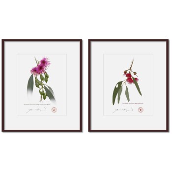 Eucalyptus leucoxylon subspecies Diptych - 8″ × 10″ Prints Ready to Frame With 12″ × 14″ Mats and Backing