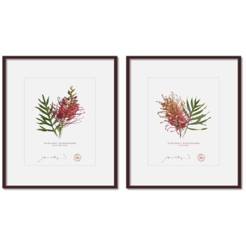 Grevillea Collection 1 Diptych - 8″ × 10″ Prints Ready to Frame With 12″ × 14″ Mats and Backing