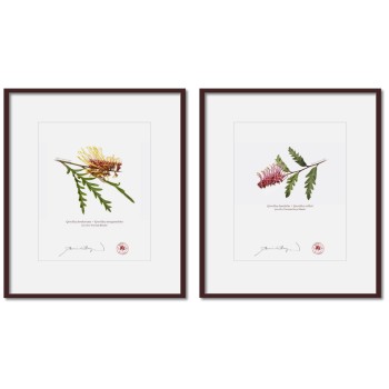 Grevillea Collection 2 Diptych - 8″ × 10″ Prints Ready to Frame With 12″ × 14″ Mats and Backing