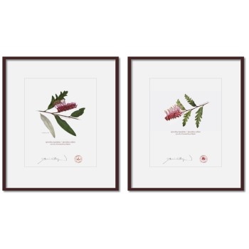 Grevillea 'Poorinda Royal Mantle' Diptych - 8″ × 10″ Prints Ready to Frame With 12″ × 14″ Mats and Backing