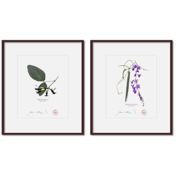 Two Coral Peas Diptych - 8″ × 10″ Prints Ready to Frame With 12″ × 14″ Mats and Backing