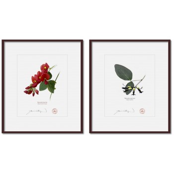 Kennedia species Diptych - 8″ × 10″ Prints Ready to Frame With 12″ × 14″ Mats and Backing