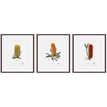 Banksia Flower Collection 1 Triptych - 8″ × 10″ Prints Ready to Frame With 12″ × 14″ Mats and Backing