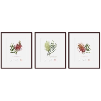 Grevillea Collection 3 Triptych - 8″ × 10″ Prints Ready to Frame With 12″ × 14″ Mats and Backing