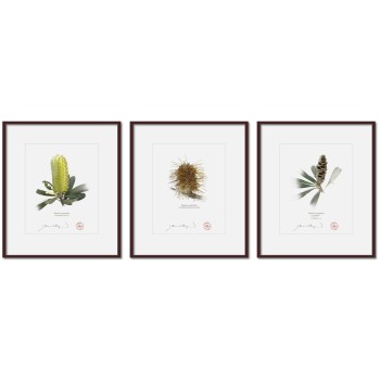 Life of a Banksia Flower Triptych - 8″ × 10″ Prints Ready to Frame With 12″ × 14″ Mats and Backing