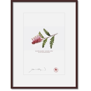 Grevillea 'Poorinda Royal Mantle' Diptych - A4 Prints Ready to Frame With 12″ × 16″ Mats and Backing