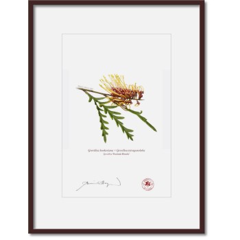 Grevillea Collection 2 Diptych - A4 Prints Ready to Frame With 12″ × 16″ Mats and Backing