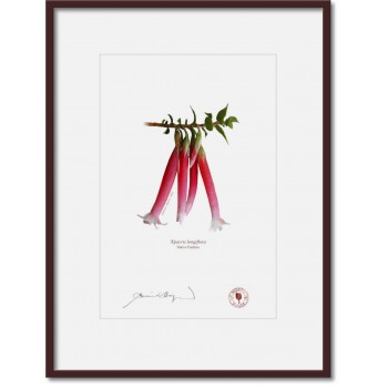 060 Native Fuchsia (Epacris longiflora) - A4 Print Ready to Frame With 12″ × 16″ Mat and Backing