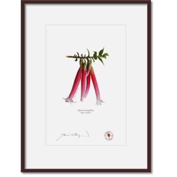 060 Native Fuchsia (Epacris longiflora) - A4 Print Ready to Frame With 12″ × 16″ Mat and Backing