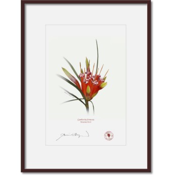 095 Mountain Devil (Lambertia formosa) - A4 Print Ready to Frame With 12″ × 16″ Mat and Backing