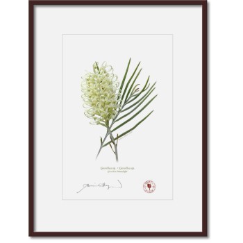 Grevillea Collection 3 Triptych - A4 Prints Ready to Frame With 12″ × 16″ Mats and Backing