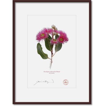 Eucalyptus 'Rosea' Cultivars Diptych - A4 Prints Ready to Frame With 12″ × 16″ Mats and Backing