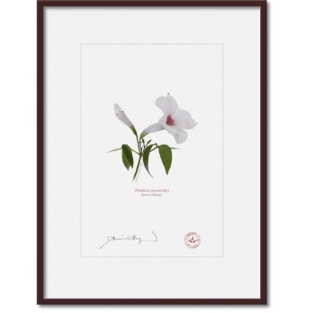 123 Pandorea jasminoides - A4 Print Ready to Frame With 12″ × 16″ Mat and Backing