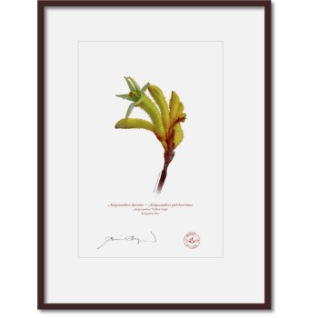 133 Kangaroo Paw (Anigozanthos 'Yellow Gem') - A4 Print Ready to Frame With 12″ × 16″ Mat and Backing