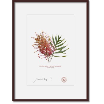 Grevillea Collection 1 Diptych - A4 Prints Ready to Frame With 12″ × 16″ Mats and Backing