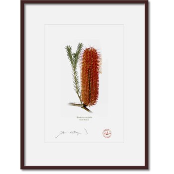 Banksia Flower Collection 4 Diptych - A4 Prints Ready to Frame With 12″ × 16″ Mats and Backing