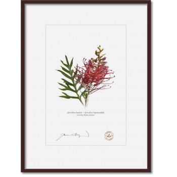 149 Grevillea 'Robyn Gordon' - A4 Print Ready to Frame With 12″ × 16″ Mat and Backing