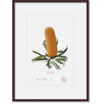 Banksia Flower Collection 2 Diptych - A4 Prints Ready to Frame With 12″ × 16″ Mats and Backing
