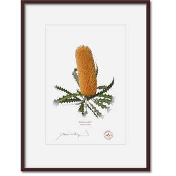 Banksia Flower Collection 4 Diptych - A4 Prints Ready to Frame With 12″ × 16″ Mats and Backing