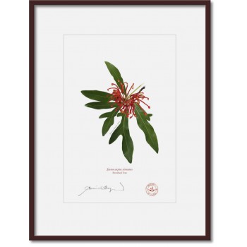 155 Firewheel Tree (Stenocarpus sinuatus) - A4 Print Ready to Frame With 12″ × 16″ Mat and Backing