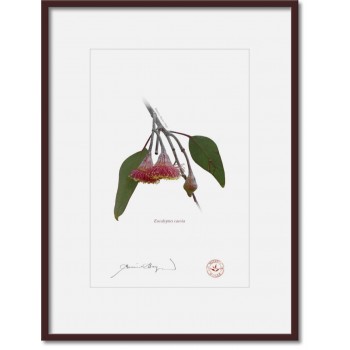 161 Eucalyptus caesia - A4 Print Ready to Frame With 12″ × 16″ Mat and Backing
