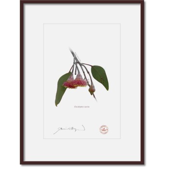 161 Eucalyptus caesia - A4 Print Ready to Frame With 12″ × 16″ Mat and Backing