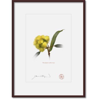 162 Eucalyptus erythrocorys - A4 Print Ready to Frame With 12″ × 16″ Mat and Backing