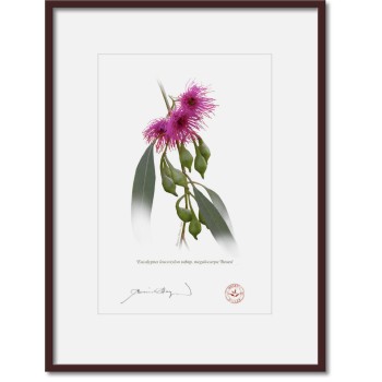 164 Eucalyptus leucoxylon subsp. megalocarpa 'Rosea' - A4 Print Ready to Frame With 12″ × 16″ Mat and Backing