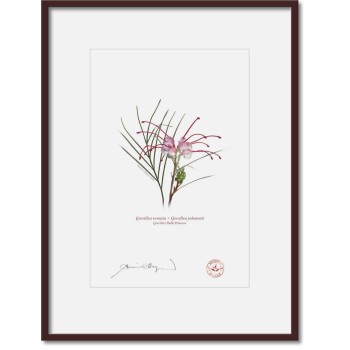 188 Grevillea 'Bulli Princess' - A4 Print Ready to Frame With 12″ × 16″ Mat and Backing