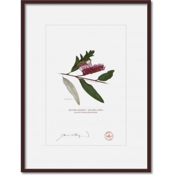190 Grevillea 'Poorinda Royal Mantle' - A4 Print Ready to Frame With 12″ × 16″ Mat and Backing