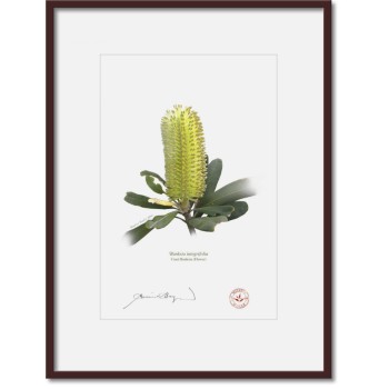 192 Coast Banksia Flower (Banksia integrifolia) - A4 Print Ready to Frame With 12″ × 16″ Mat and Backing