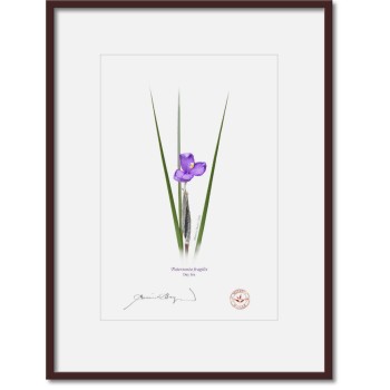 204 Day Iris (Patersonia fragilis) - A4 Print Ready to Frame With 12″ × 16″ Mat and Backing