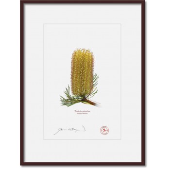 223 Hairpin Banksia (Banksia spinulosa) - A4 Print Ready to Frame With 12″ × 16″ Mat and Backing