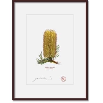 Banksia Flower Collection 3 Diptych - A4 Prints Ready to Frame With 12″ × 16″ Mats and Backing